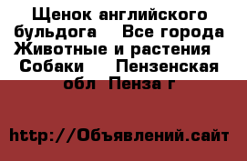 Щенок английского бульдога  - Все города Животные и растения » Собаки   . Пензенская обл.,Пенза г.